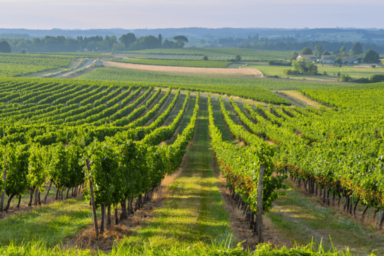 vignoble de Bordeaux