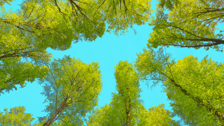 Photographie en contre-plongée de la cime d'arbres d'une forêt verdoyante sous un ciel bleu, symbolisant l'impact environnemental et la transition écologique des entreprises.